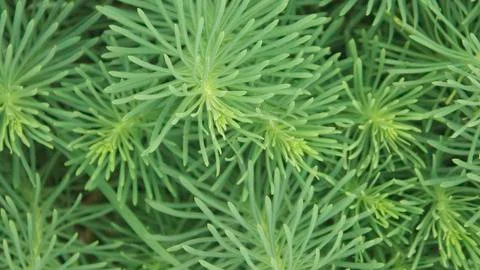 Garlands of Pine Needles 스톡 사진