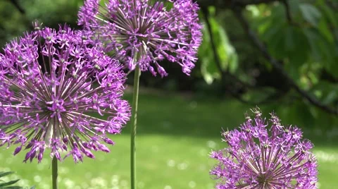 Garlic allium flower move in wind. Focus change. 4K Stock Footage 66757766