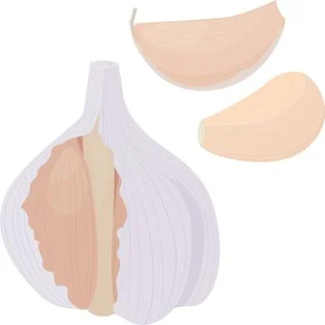Garlic and  bulb on white background. vector illustration Stock Illustration