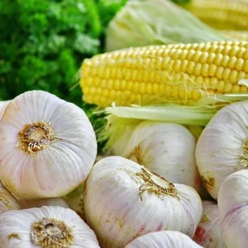 Garlic and Corn Stock Photos