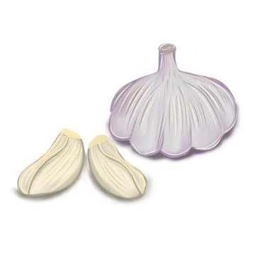 Garlic and garlic cloves vector illustration, food illustration Stock Illustration