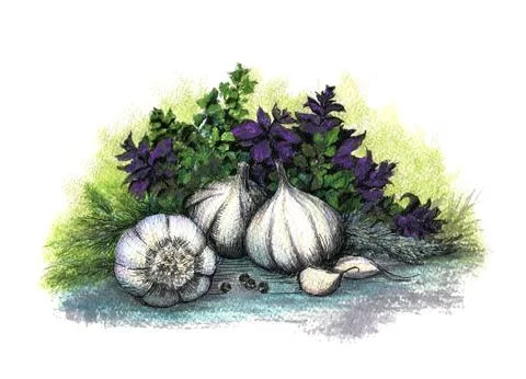 Garlic and herb Stock Illustration