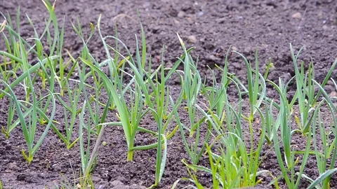 Garlic and strong snowstorm Stock Footage 75807254