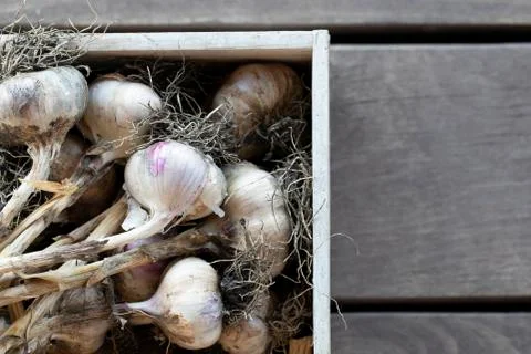 Garlic background for harvest pattern texture Stock Photos