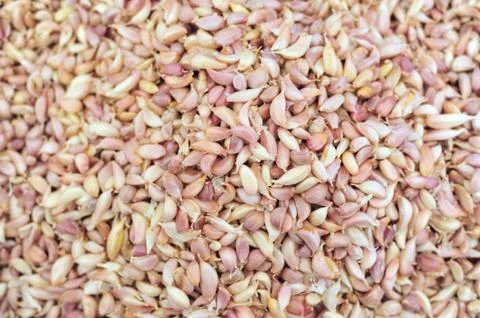 Garlic backgrounds Stock Photos