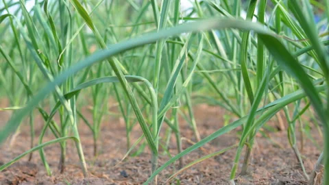 Garlic in the backyard vegetable plot Vídeos de archivo 144958642