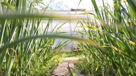 Garlic on the bed Stock Footage 248597854
