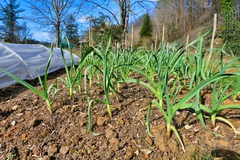 Garlic Bed. 写真素材