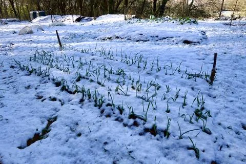 Garlic Bed in Winter. Foto stock