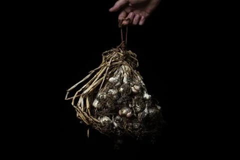 Garlic on a black background. A bunch of dried garlic with pieces of earth.  Stock Photos