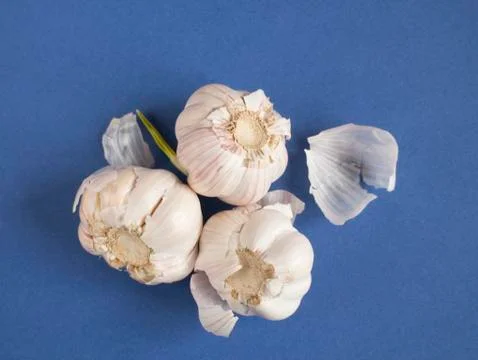 Garlic on blue background   Stock Photos