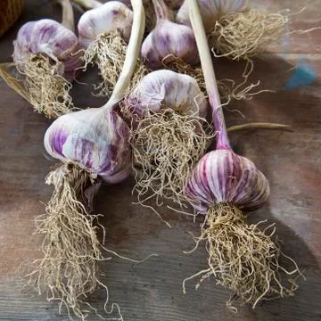 Garlic buds decorated in a rustic background Foto stock
