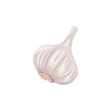 Garlic bulb isolated on white background. Vector color illustration of garl.. Stock Illustration