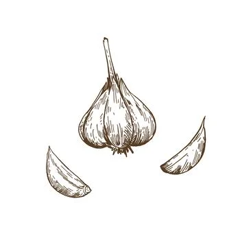 Garlic bulb isolated on white background. Hand-drawn sketch. Vector illustr.. Stock Illustration