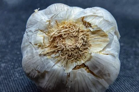 Garlic bulb macro Stock Photos