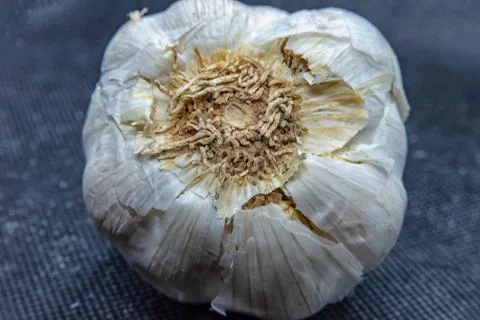 Garlic bulb macro Stock Photos