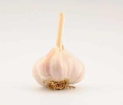 Garlic bulb Stock Photos