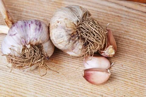Garlic bulb Stock Photos