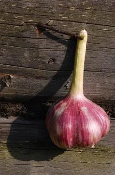 Garlic bulb on the wall Stock Photos