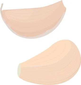 Garlic bulb on white background. vector illustration Stock Illustration