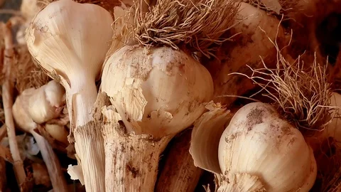 Garlic bulbs close up Stock Footage 112711237