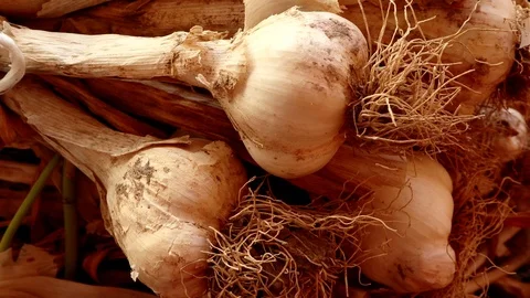Garlic Bulbs Closeup Video stock 112711267