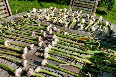 Garlic Bulbs Drying Stock Photos