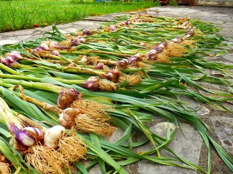 Garlic Bulbs Drying Stock Photos