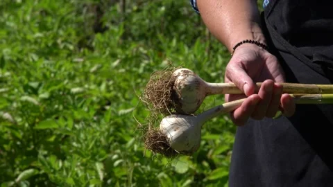 Garlic bulbs Stock Footage 158250689