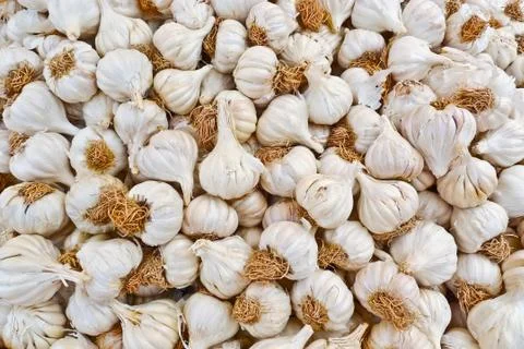 Garlic bulbs Stock-Fotos