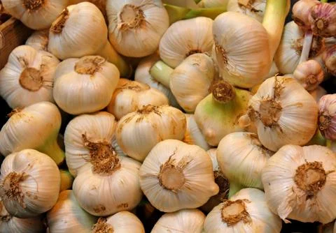 Garlic Bulbs. Stock Photos