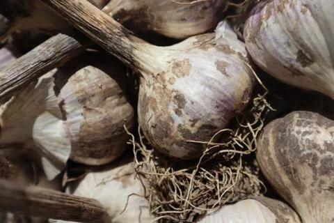 Garlic Bulbs 스톡 사진