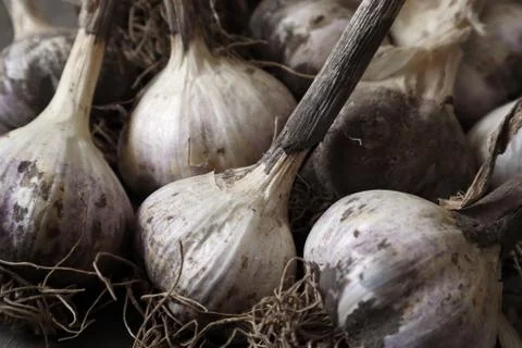 Garlic Bulbs 스톡 사진