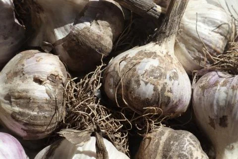 Garlic Bulbs 스톡 사진