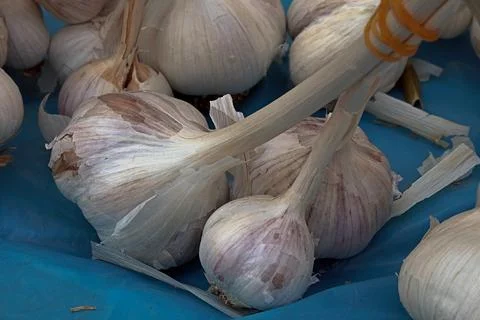 Garlic bulbs. Stock Photos
