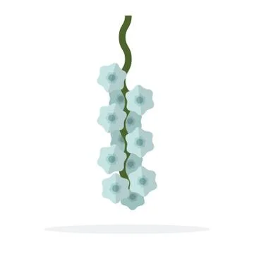 Garlic in a bunch flat isolated Stock Illustration