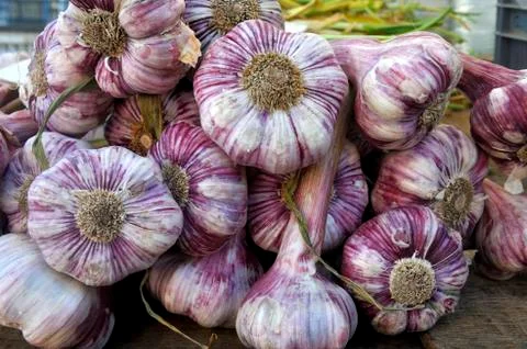 Garlic bunch Stock Photos
