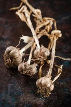 Garlic bunches Fotos Stock