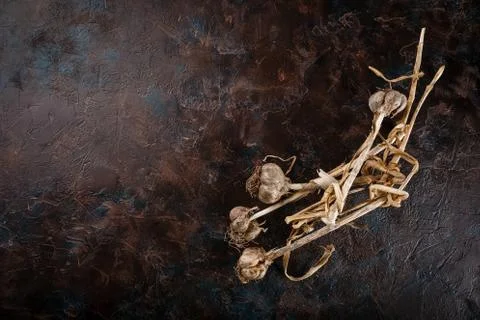 Garlic bunches Stock Photos