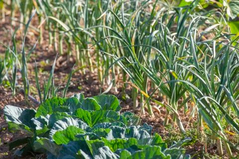 Garlic &amp; Cabbage on Spring Field Stock Photos