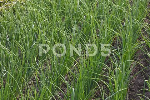 Garlic chives growing on a soil Stock Photos