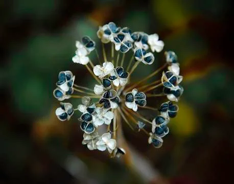 Garlic Chives Stock Photos