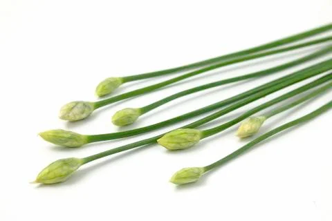 Garlic chives Stock Photos