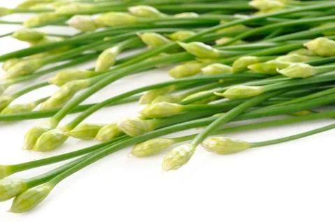 Garlic chives Stock Photos