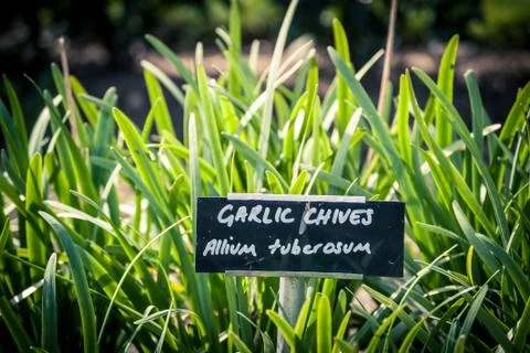 Garlic chives Stock Photos