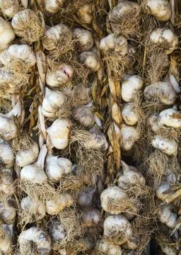 Garlic closeup Stock Photos
