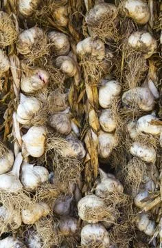 Garlic closeup Stock Photos