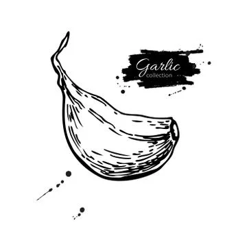 Garlic clove hand drawn vector illustration. Isolated Vegetable Stock Illustration