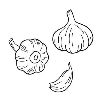 Garlic clove hand drawn vector illustration set. Vegetable line art. Engraved Stock Illustration