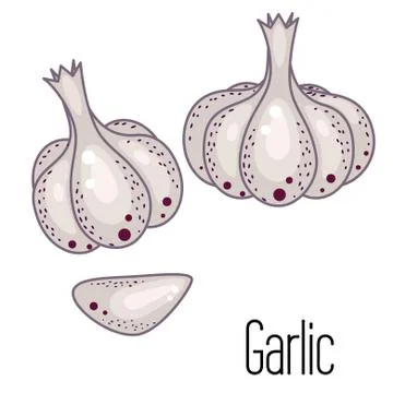 Garlic clove vector illustration Stock Illustration